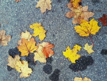 High angle view of yellow maple leaves fallen on water