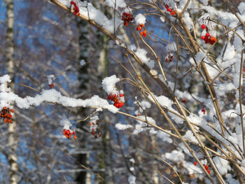 Berries on tree branch during winter