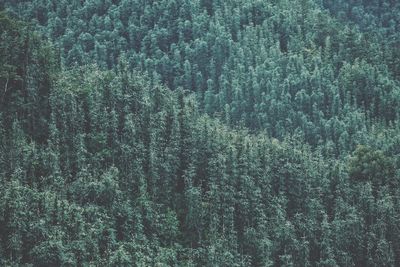 Full frame shot of pine trees in forest