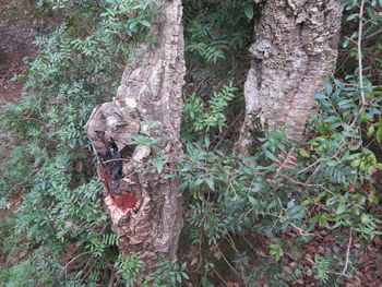 Close-up of lizard on tree trunk in forest