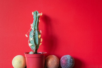 Close-up of fruits against red wall