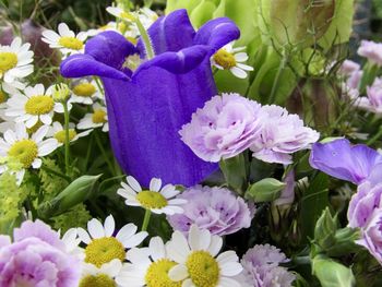 Close-up of purple flowers blooming outdoors