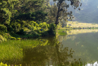 Scenic view of lake by trees in forest