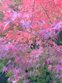 Pink flowers growing on tree