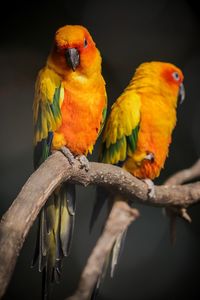 Close-up of parrot perching on branch