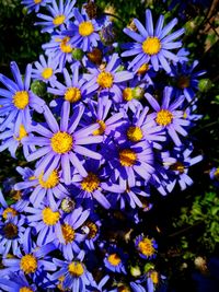 Close-up of purple flowering plants