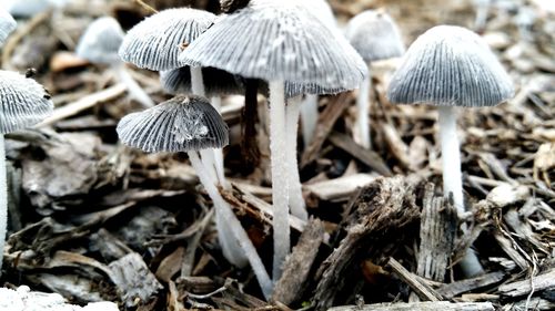 Close-up of mushrooms