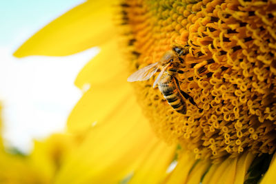 Close-up of insect on yellow flower