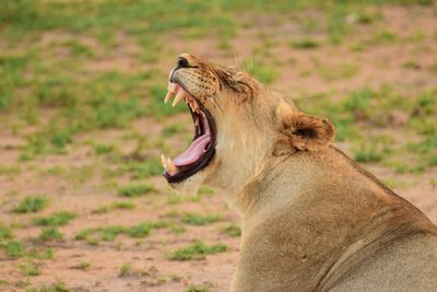 Close-up of lion yawning