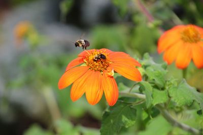 Close-up of bee on orange flower