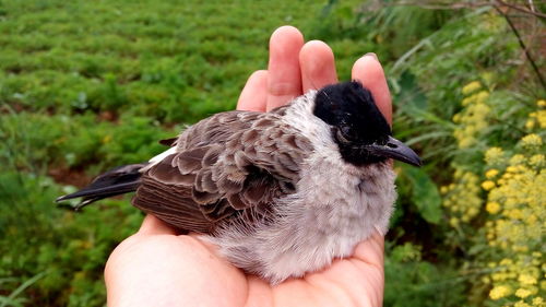 Midsection of person holding bird