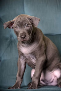 Portrait of dog looking at camera