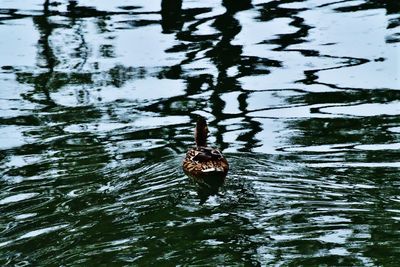 Close-up of duck swimming in lake