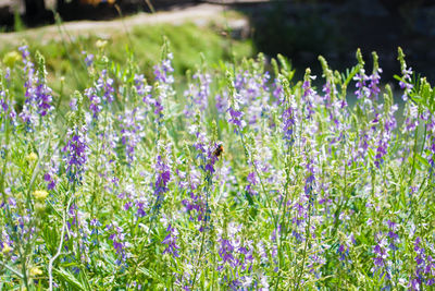 Close-up of purple flowers growing in field