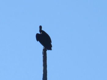 Low angle view of birds perched against clear blue sky