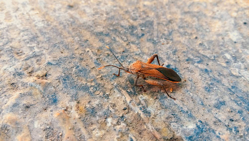 High angle view of insect on rock
