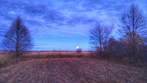 View of bare trees on landscape against blue sky