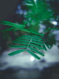 Close-up of water drops on leaves