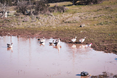 High angle view of birds in lake