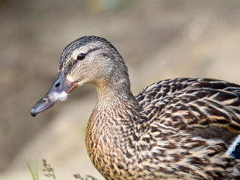 Close-up side view of a duck