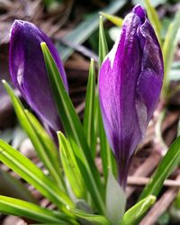 Close-up of purple flower
