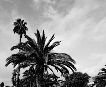 Low angle view of palm trees against sky