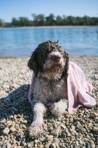 Close-up of dog on lakeshore