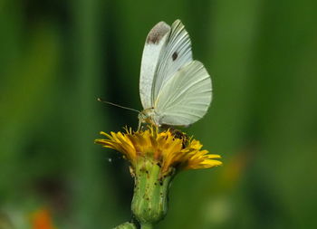 Close-up of butterfly pollinating on flower