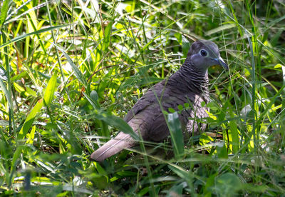 Bird perching on a field