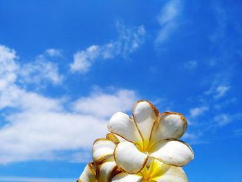 Close-up of white flowering plant against blue sky