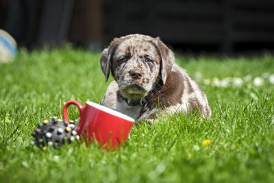 Portrait of puppy on field