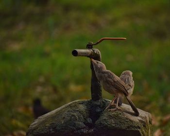 Close-up of bird perching outdoors