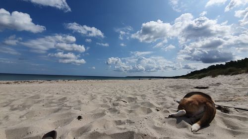 View of dog on beach against sky