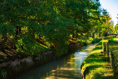 Scenic view of river amidst trees