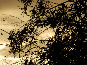 Close-up of silhouette tree against sky