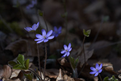 Close-up of purple flowering plant