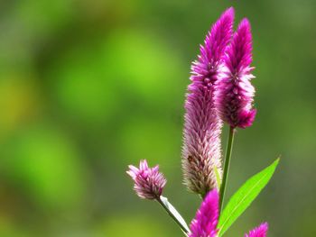 Close-up of fresh purple coneflower blooming outdoors