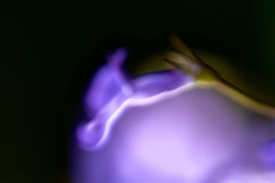 Close-up of purple flower against black background