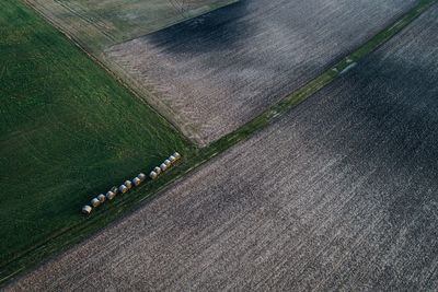 High angle view of corn field