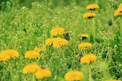 Close-up of yellow flowering plants on field