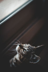 Close-up of a cat looking at the window