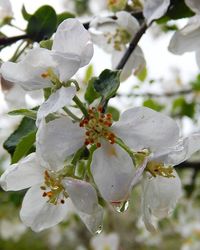 Close-up of white flowers blooming