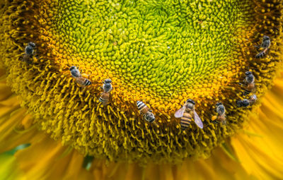 Close-up of bees pollinating on yellow flower