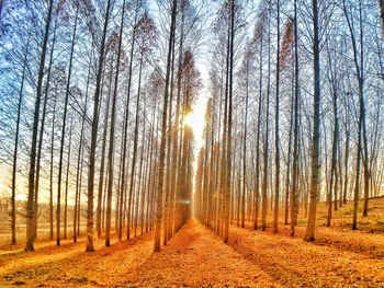 Trees in forest during sunset