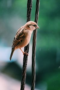 Close-up of bird perching on a branch