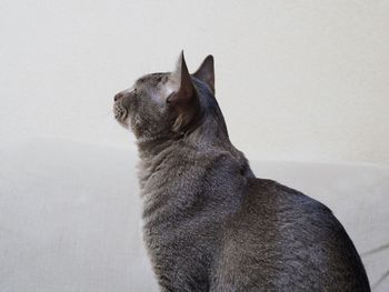 Cat sitting by white wall