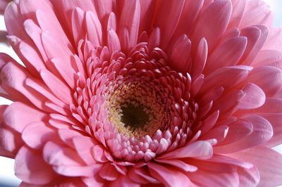Close-up of pink dahlia blooming outdoors
