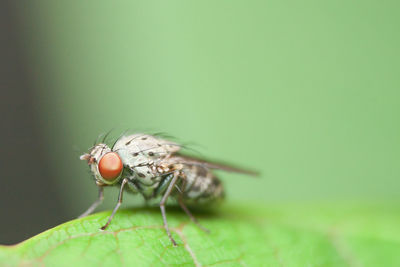 Close-up of fly