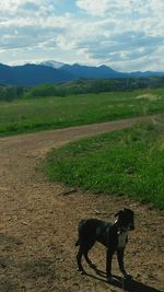 Dog on field against sky