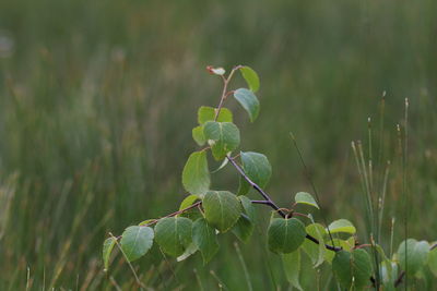 Close-up of plant growing on field